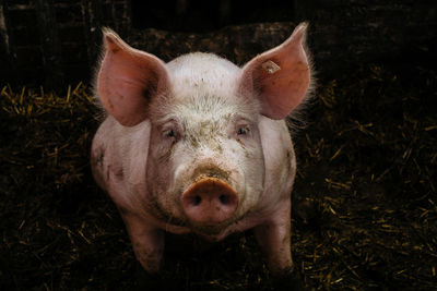 Close-up portrait of messy pig