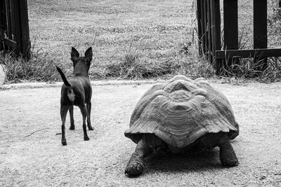 Dog standing on field
