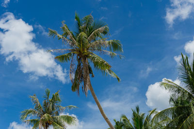 Low angle view of coconut palm tree against sky