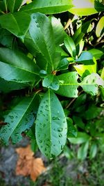 Close-up of fresh green plants