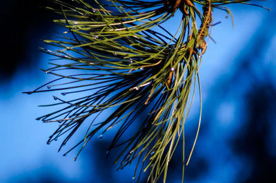Low angle view of tree against blue sky