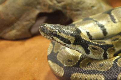 Close-up of snake