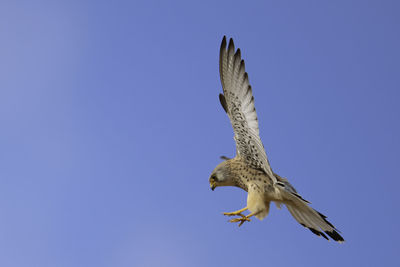 Low angle view of eagle flying against clear blue sky