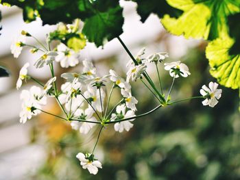 Close-up of white flowering plant