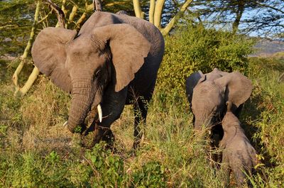 View of elephant on field