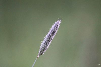 Close-up of plant against blurred background