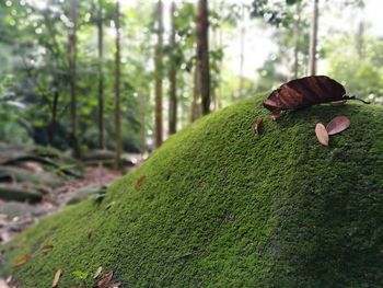 Close-up of woman on field in forest