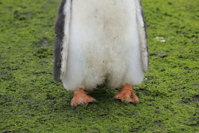 Close-up of a bird on field