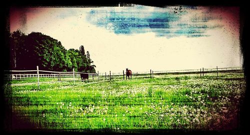 Scenic view of grassy field against sky