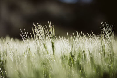 Close-up of stalks in field