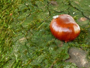 High angle view of apple on moss