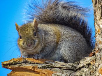 Close-up of squirrel