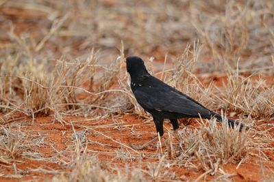 Close-up of bird perching on grass