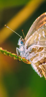 Butterfly on leaf