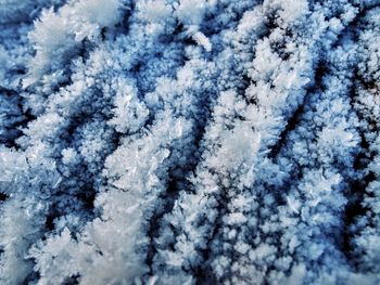Full frame shot of snow covered tree