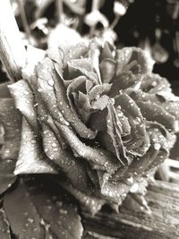 Close-up of wet rose flower