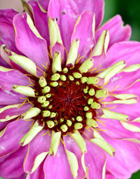 Close-up of pink flower