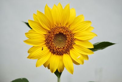 Close-up of sunflower against yellow background