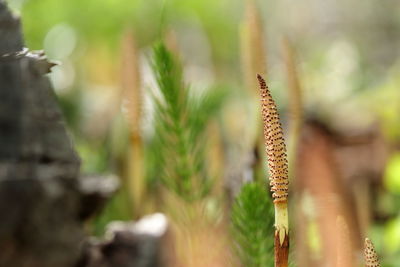 Close-up of crops on field