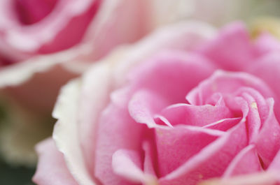 Close-up of pink rose