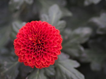 Close-up of red dahlia