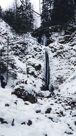 Trees on snow covered landscape