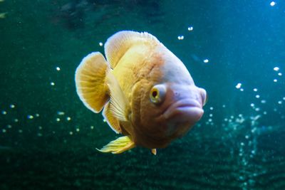 Close-up of fish swimming in sea