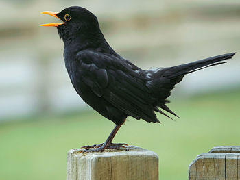 Close-up of blackbird perching on wooden post