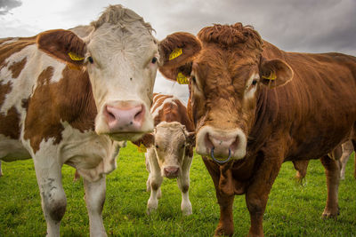 Close-up portrait of cows on grassy field
