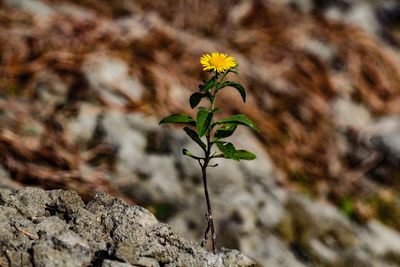 Close-up of flowering plant against rock
