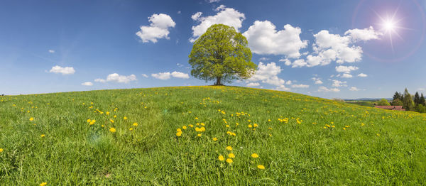 Scenic view of grassy field against sky