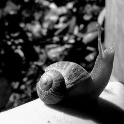 Close-up of snail