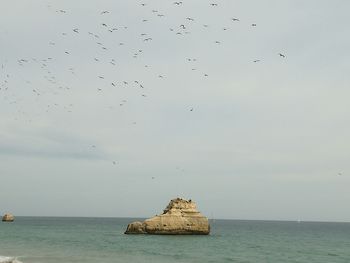 Birds flying over sea against sky