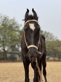 Horse standing in ranch