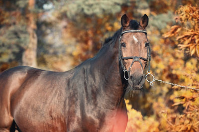 Portrait of horse