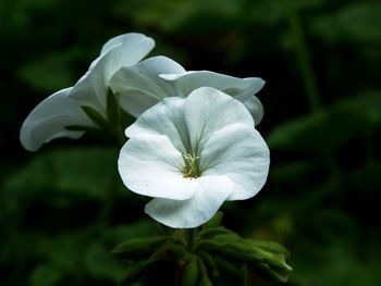 Close-up of flower blooming outdoors