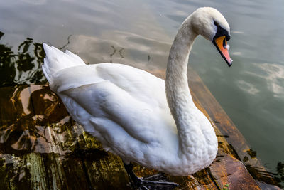 Close-up of swan swimming on lake