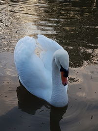 High angle view of swan swimming on lake