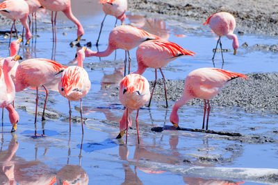 Birds in lake