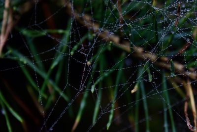 Close-up of spider on web