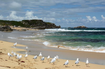 Flock of seagulls on beach
