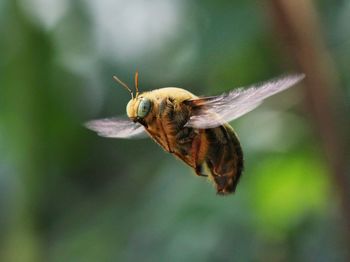 Flying tropical carpenter bee