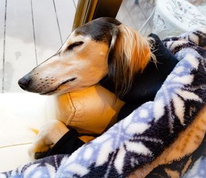 Close-up of dog sleeping on bed at home