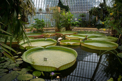 Close-up of lotus water lily in garden