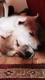 Close-up of a cat sleeping