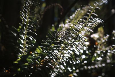 Green ferns