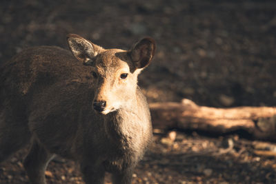 Portrait of deer