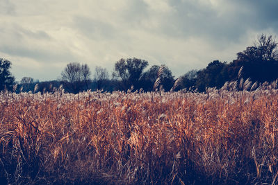 Scenic view of field against cloudy sky