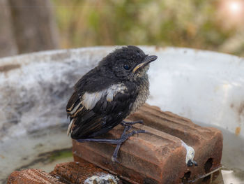 Close-up of bird perching on brick