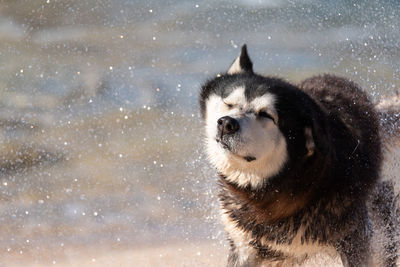 Portrait of a dog in snow